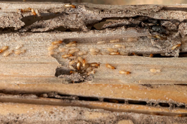 Reliable Fellsmere, FL Pest Control Solutions